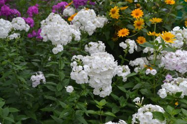 Yeşil. Bahçıvanlık. Phlox çiçeği. Ebedi otçul bitki. Yüksek dallar. Beyaz çiçekler