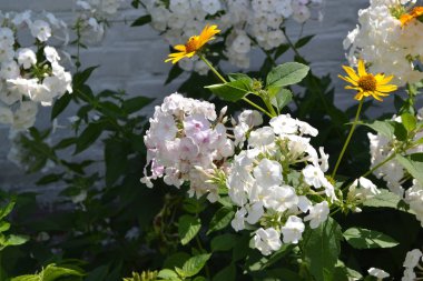 Bahçıvanlık. Güzel cilt bakımı. Phlox çiçeği. Ebedi otçul bitki. Yüksek dallar. Beyaz çiçekler