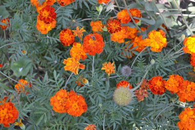Bahçıvanlık. Ev bahçesi, çiçek tarlası. Güzel cilt bakımı. Marigold. Tagetes erekta. Çiçekli bitki. Turuncu çiçekler