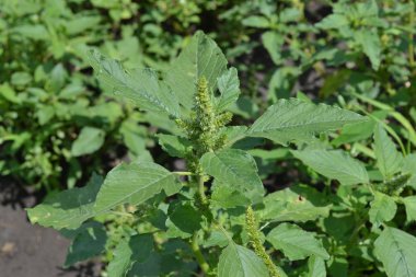 Amaranth. Amaranthus retroflexus. Yeşil yapraklar, çalılar. Bahçıvanlık. Ev bahçesi, çiçek tarlası. Ev, tarla, çiftlik, köy. Yıllık otçul bitki. Ot
