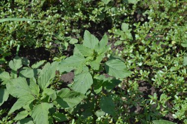 Amaranth. Amaranthus retroflexus. Yeşil. Bahçıvanlık. Yıllık otçul bitki. Ot