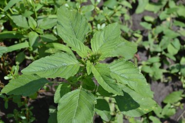 Yeşil. Bahçıvanlık. Amaranth. Amaranthus retroflexus. Yıllık fabrika. Ot