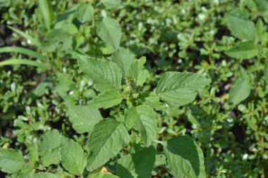 Amaranth. Amaranthus retroflexus. Yeşil yapraklar, çalılar. Bahçıvanlık. Yıllık otçul bitki. Ot