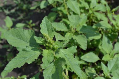 Amaranth. Amaranthus retroflexus. Yeşil yapraklar, çalılar. Bahçıvanlık. Ev bahçesi, çiçek tarlası. Yıllık otçul bitki. Ot