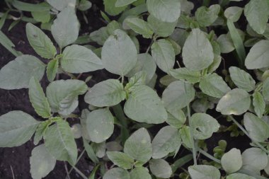 Bahçıvanlık. Amaranth. Amaranthus retroflexus. Yıllık fabrika. Ot