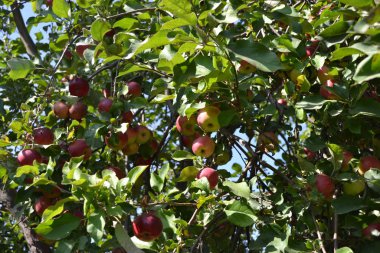 Elma. Ev bahçesi. Meyveli ağaçlar, yeşil yapraklar. Bahçıvanlık. Sulu, sağlıklı meyve. Lezzetli ve sağlıklı