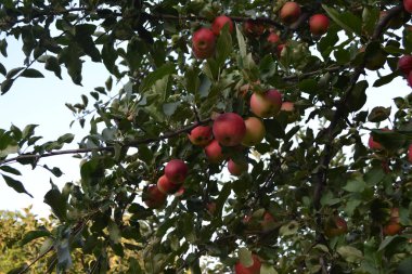Elma. Doğal ürünler. Ev yapımı. Ev bahçesi. Ev, tarla, çiftlik, köy. Meyveli ağaçlar, yeşil yapraklar, geniş dallar. Bahçıvanlık. Sulu, sağlıklı meyve. Lezzetli ve sağlıklı