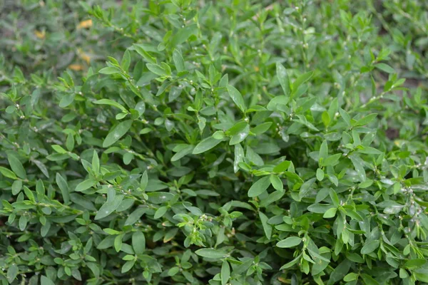 家だ緑の葉 フィールドだナットウッド バードポリゴナム アフリカ草本植物 — ストック写真