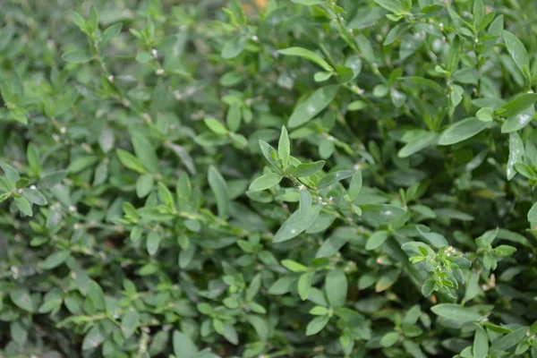 Domů Zelená Pole Knotový Pták Polygonum Aviculare Roční Bylinné Rostliny — Stock fotografie