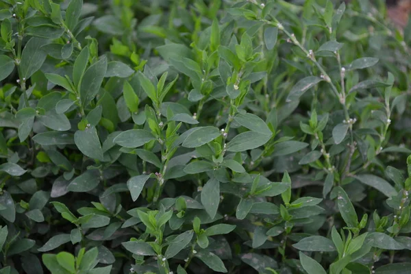 Pie Grièche Polygonum Aviculare Jardinage Usine Annuelle — Photo