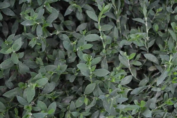 Knotový Pták Polygonum Aviculare Zelené Listy Keře Zahradničení Polní Rostliny — Stock fotografie