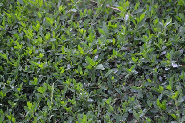 Zielone Liście Krzaki Roślina Polowa Domowy Ogród Kwietnik Dom Pole — Zdjęcie stockowe