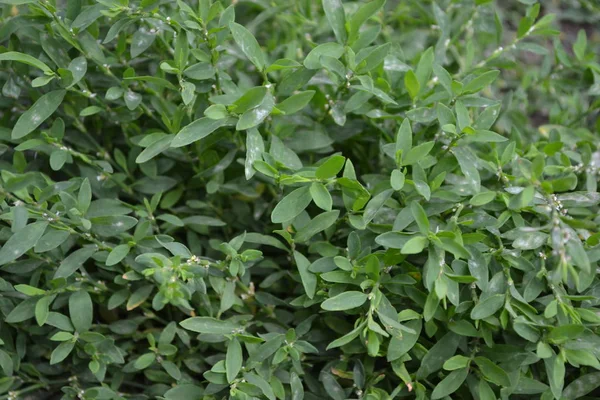 Hemma Gröna Blad Fält Knop Fågel Polygonum Aviculare Örtartade Växter — Stockfoto