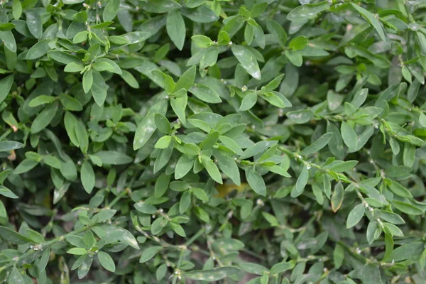 Roční Bylinné Rostliny Zelené Listy Keře Zahradničení Polní Rostliny Domácí — Stock fotografie