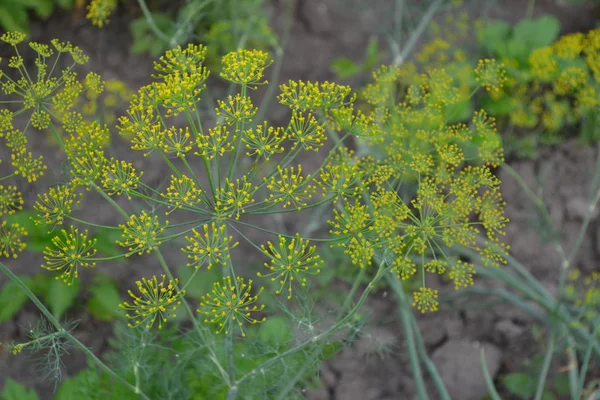 Anethum Graveolens Dill Monotypic Genus Short Lived Annual Herbaceous Plants — Photo