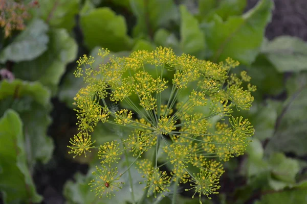 Anethum graveolens. Green leaves, bushes. Gardening. Home garden, flower bed. House, field. Dill. Monotypic genus of short-lived annual herbaceous plants. Essential oil. Popular cooking seasoning