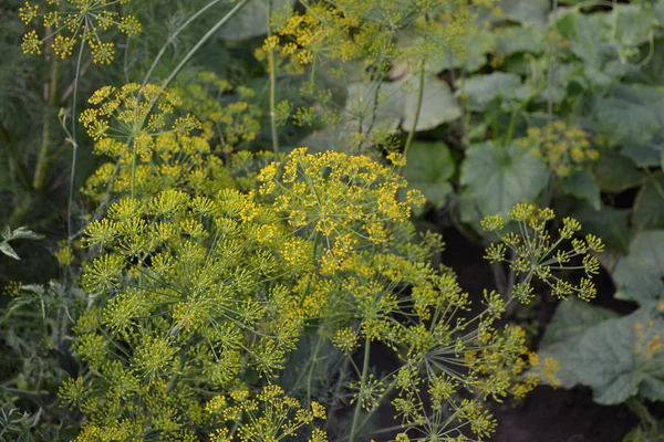 Vert Jardinage Dill Monotypic Genus Short Lived Annual Herbaceous Plants — Photo