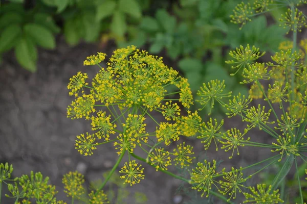 アネトゥム グラボレンディル短寿命の年間草本植物の単型属 人気の調理調味料 — ストック写真