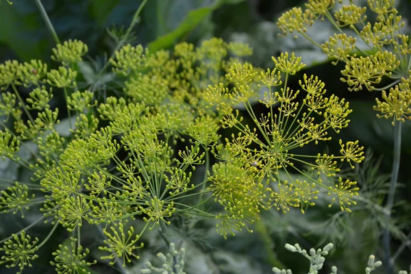アネトゥム グラボレン緑の葉 ガーデニング 自宅の庭 ディル短寿命の年間草本植物の単型属 エッセンシャルオイル 人気の調理調味料 — ストック写真