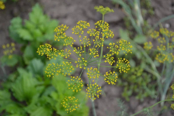 Anethum graveolens. Green leaves. Dill. Monotypic genus of short-lived annual herbaceous plants. Essential oil. Popular cooking seasoning