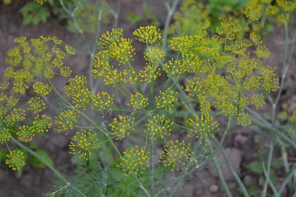 Anethum Graveolens Vert Dill Monotypic Genus Short Lived Annual Herbaceous — Photo
