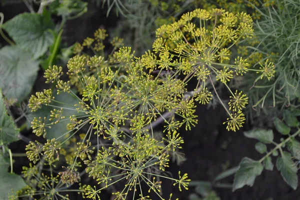 Green Leaves Bushes Gardening Dill Monotypic Genus Short Lived Annual — ストック写真