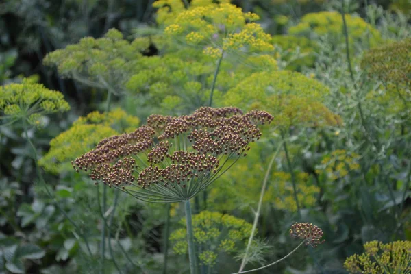 Anethum Graveolens Grüne Blätter Büsche Gartenarbeit Hausgarten Blumenbeet Haus Feld — Stockfoto