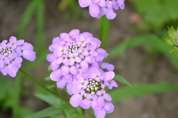 Green Beautiful Purple Inflorescences Small Flowers Iberis Iberis Umbellifera — Stock Photo, Image