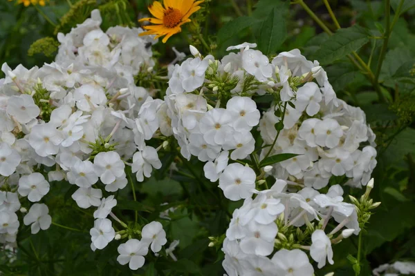 Κηπουρική Όμορφες Ταξιανθίες Φλοξ Πολυετές Ποώδες Φυτό Ψηλά Κλαδιά Λευκά — Φωτογραφία Αρχείου