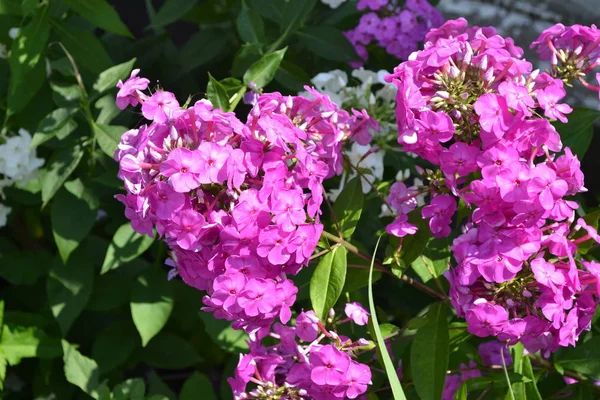 Πράσινο Λουλούδι Φλοξ Πολυετές Φυτό Ψηλά Κλαδιά Μοβ Λουλούδια — Φωτογραφία Αρχείου