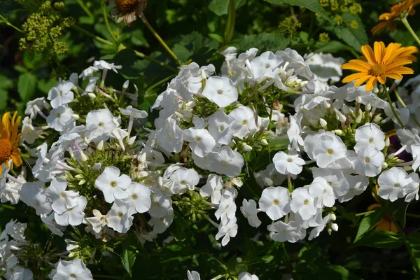 Gardening. Home garden, bed. Beautiful inflorescences. Phlox flower. Perennial herbaceous plant. High branches. White flowers