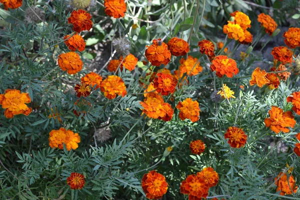 Gardening. Home garden, flower bed. House. Beautiful inflorescences. Green leaves, bushes.  Flower Marigold. Tagetes erecta. Flowering herb. Orange flowers