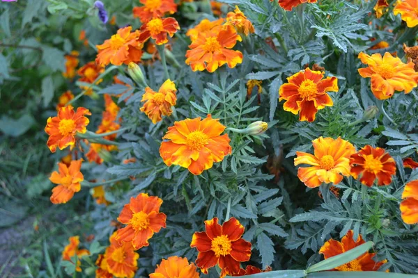 Zöld Levelek Bokrok Kertészkedés Házikert Gyönyörű Virág Marigold Tagetes Erekta — Stock Fotó