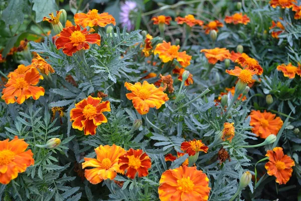 Zöld Levelek Kertészkedés Gyönyörű Virág Marigold Tagetes Erekta Virágzó Gyógynövény — Stock Fotó
