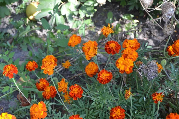 Gartenarbeit Hausgarten Blumenbeet Schöne Blütenstände Grüne Blätter Ringelblume Tagetes Erecta — Stockfoto
