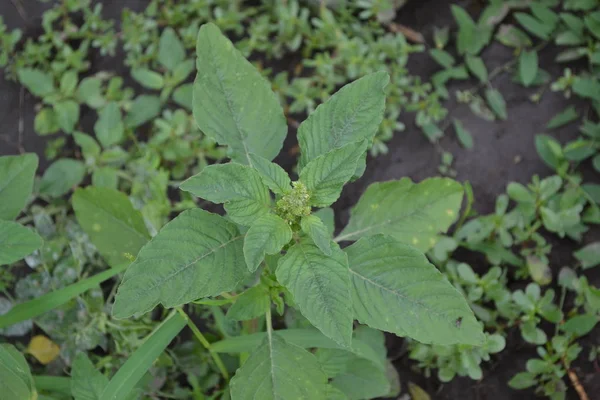 Ogrodnictwo Zielone Liście Krzaki Domowy Ogród Amaranth Amaranthus Retroflexus Roślina — Zdjęcie stockowe