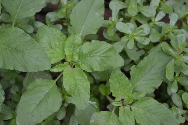 Green leaves. Gardening. Amaranth. Amaranthus retroflexus. Annual herbaceous plant. Weed