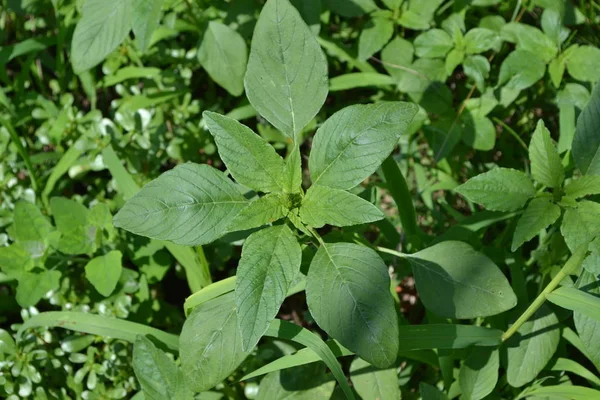 Yeşil. Bahçıvanlık. Amaranth. Amaranthus retroflexus. Yıllık otçul bitki. Ot
