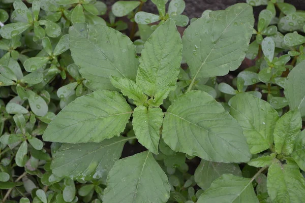 Folhas Verdes Arbustos Jardinagem Amaranto Amaranthus Retroflexus Planta Herbácea Anual — Fotografia de Stock