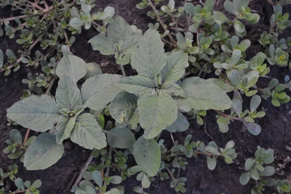 Folhas Verdes Arbustos Jardinagem Casa Jardim Cama Amaranto Amaranthus Retroflexus — Fotografia de Stock