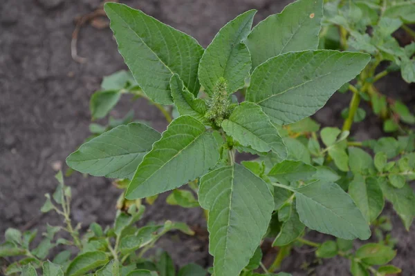 Bahçıvanlık. Yeşil. Amaranth. Amaranthus retroflexus. Yıllık fabrika. Ot