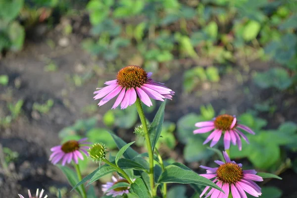 Grüne Blätter Büsche Gartenarbeit Hausgarten Blumenbeet Echinacea Blüte Echinacea Purpurea — Stockfoto