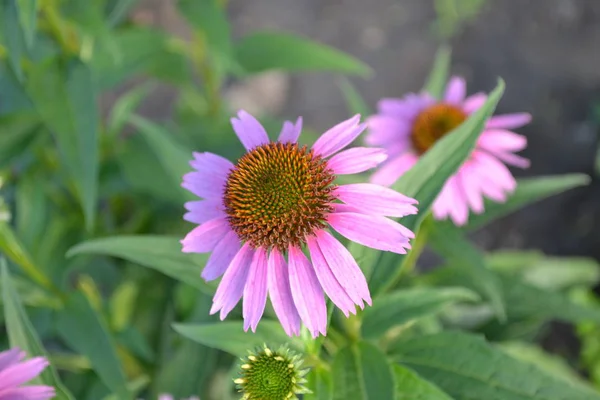 Grüne Blätter Büsche Gartenarbeit Hausgarten Blumenbeet Haus Feld Hof Echinacea — Stockfoto