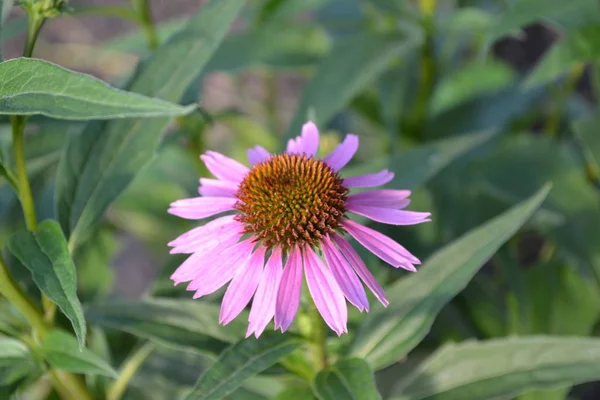 Groene Bladeren Struiken Tuinieren Tuin Bloembed Huis Veld Echinacea Bloem — Stockfoto