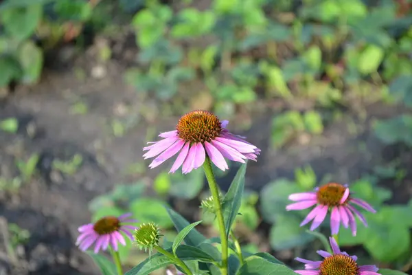 Grüne Blätter Büsche Gartenarbeit Hausgarten Blumenbeet Haus Echinacea Blüte Echinacea — Stockfoto