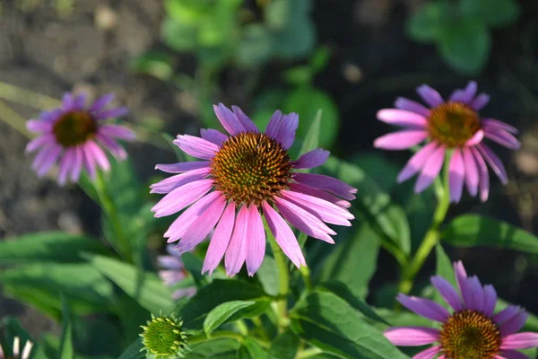 Gartenarbeit Hausgarten Blumenbeet Grüne Blätter Büsche Haus Feld Bauernhof Dorf — Stockfoto