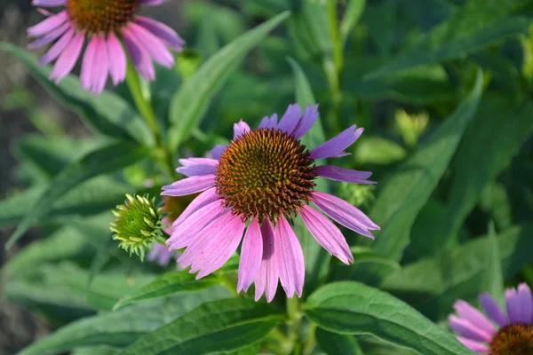 Groene Bladeren Tuinieren Echinacea Bloem Echinacea Purpurea Een Vaste Plant — Stockfoto