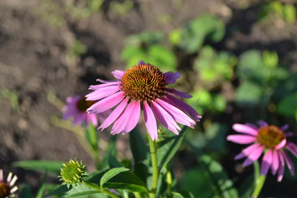 Home garden, flower bed. House, field, farm, village. Echinacea flower. Echinacea purpurea. Green leaves, bushes. Gardening. Perennial plant of the Asteraceae family. Curative flowering plant. Purple flowers