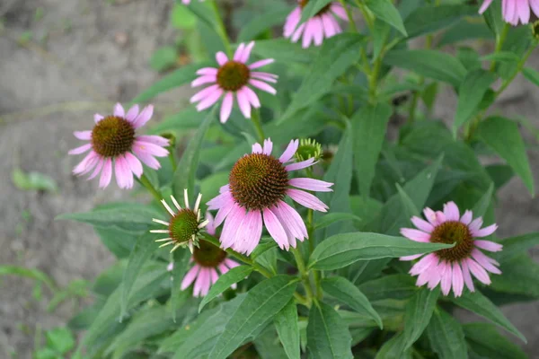 Domů Echinacea Květina Echinacea Purpurea Zelená Zahradničení Trvalá Rostlina Čeledi — Stock fotografie