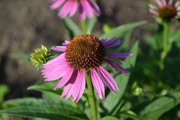 Gartenarbeit Echinacea Blüte Echinacea Purpurea Mehrjährige Pflanze Aus Der Familie — Stockfoto